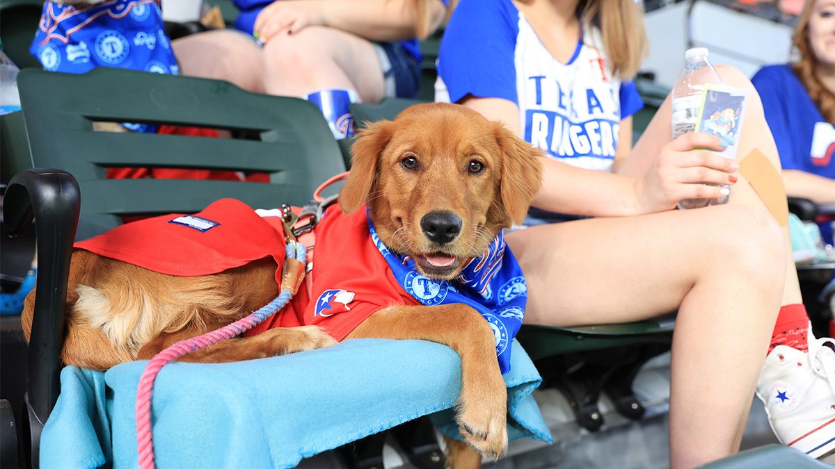 What is Bark in the Park Braves? (Get all the fun details about this dog friendly baseball event)