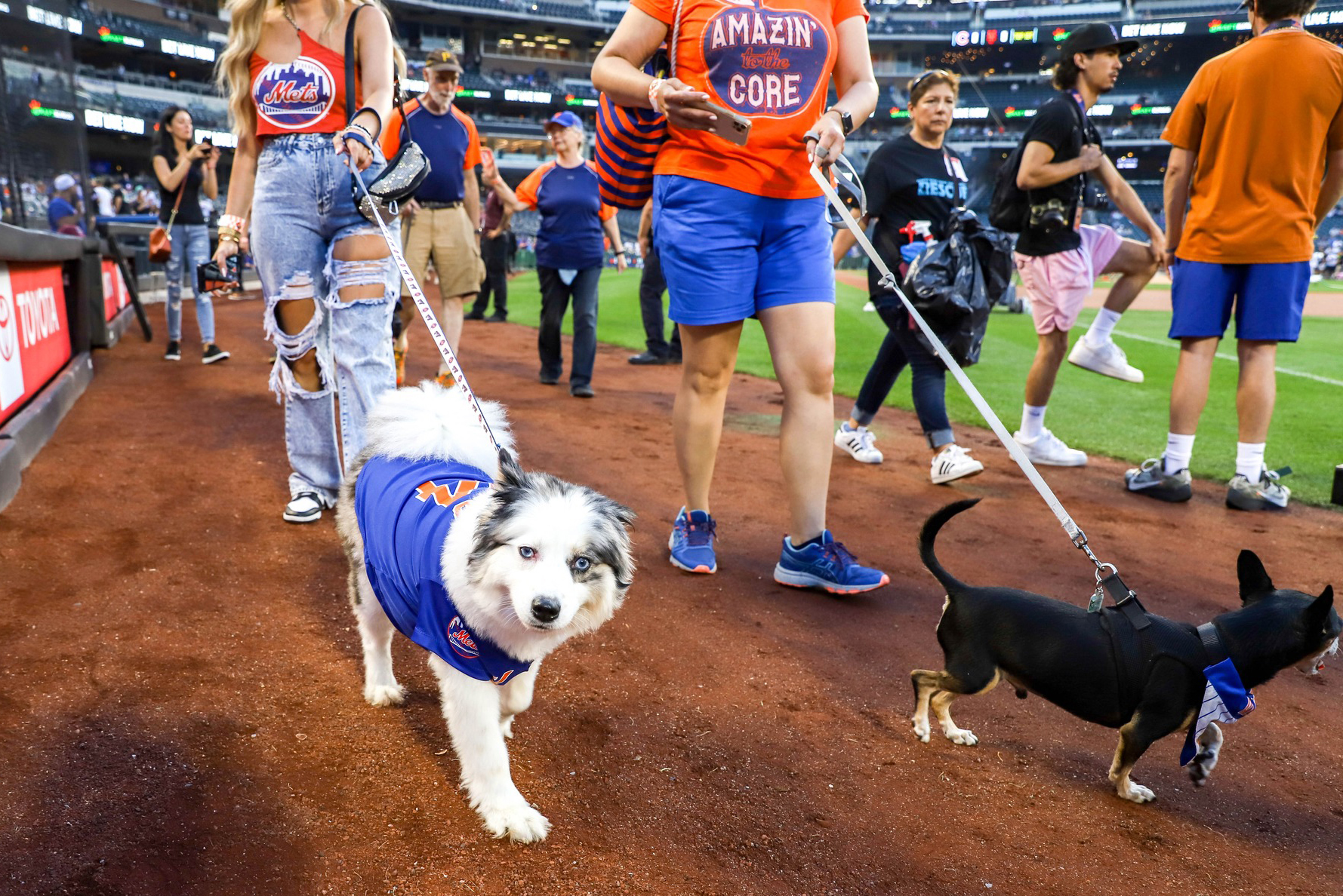What is Bark in the Park Braves? (Get all the fun details about this dog friendly baseball event)