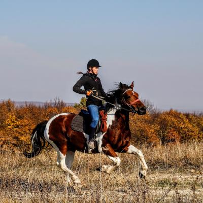 Looking to buy twin l performance horses? Here are tips for choosing the right one!