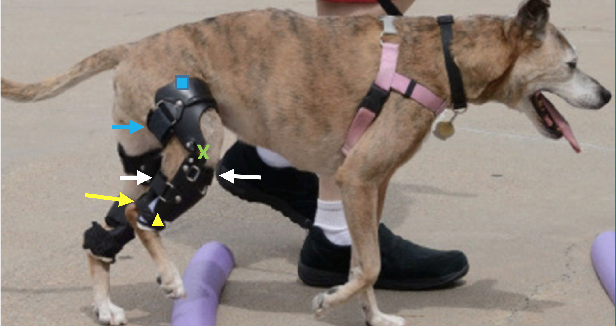 Can I prevent dog stifles injuries? Find out practical ways to support your dogs joint stability long term.