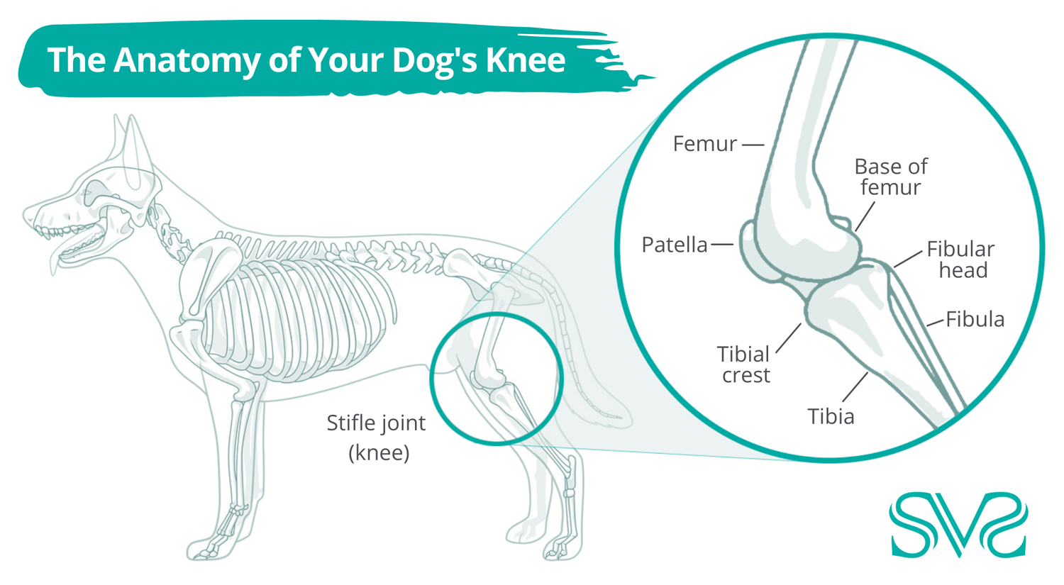 Can I prevent dog stifles injuries? Find out practical ways to support your dogs joint stability long term.
