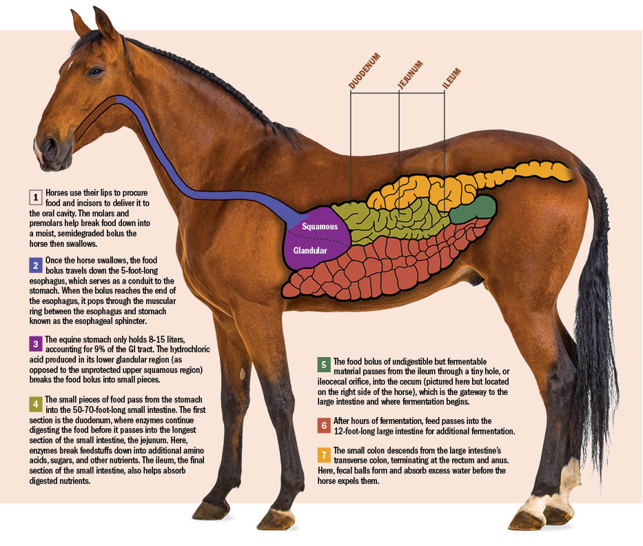 Common horse guts problems to watch for (Recognize signs of trouble in your equines digestion)