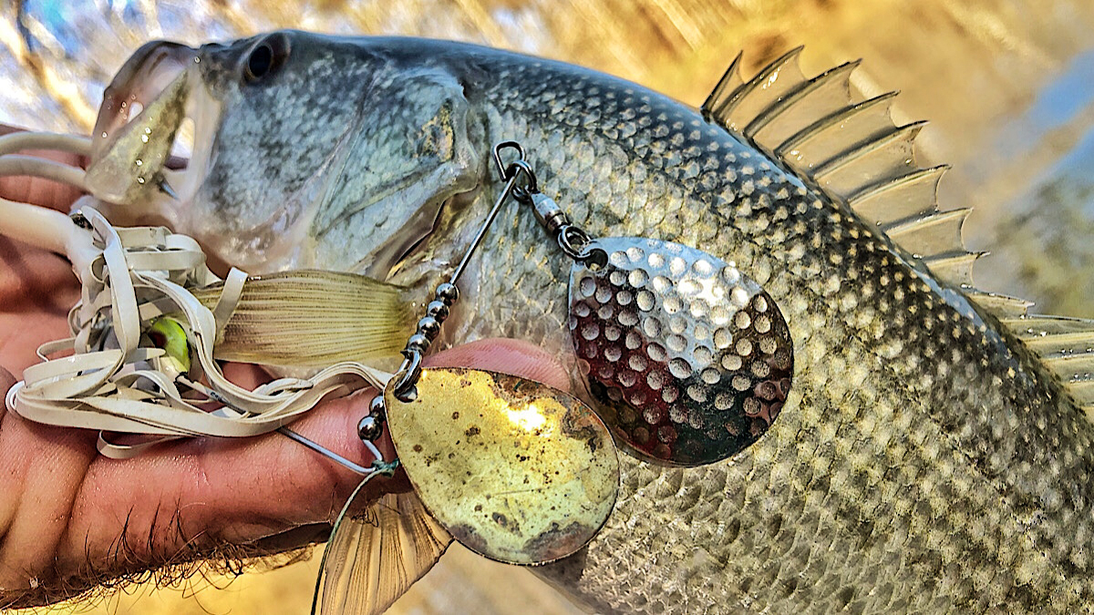 Can a shiny lure help you catch fish in muddy water? Yes, and here's how to do it.