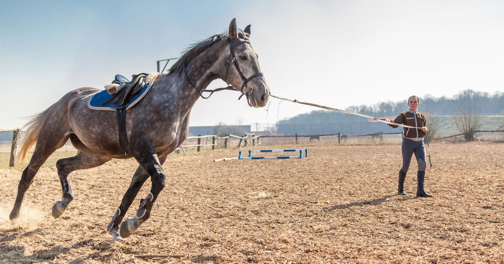 What are the top horse exercise routines? (Keep your horse strong and feeling really great every day)