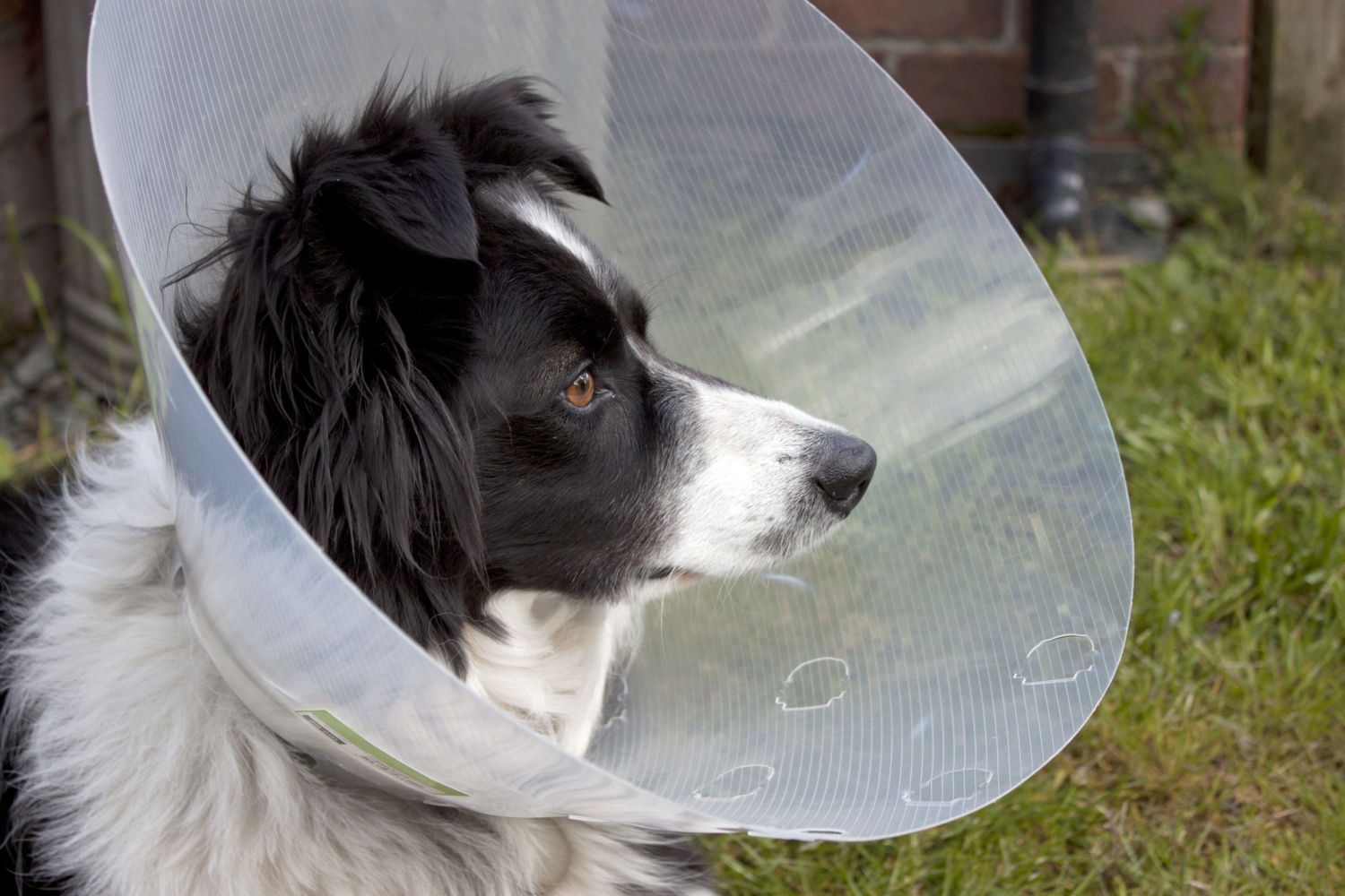 What if your dog hit in the eye with ball? Discover easy tips for home care and comfort.