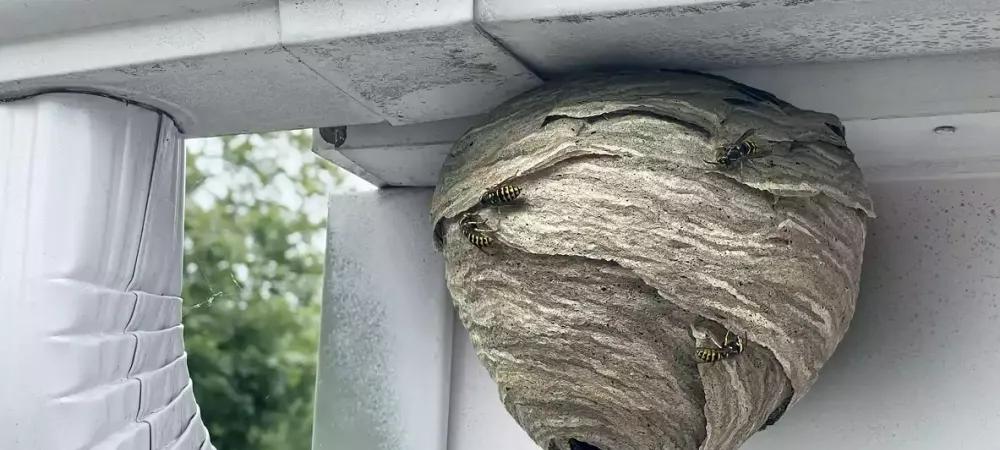 Need to get rid of a hornets nest in ground? Follow these simple tips for a quick, safe solution.