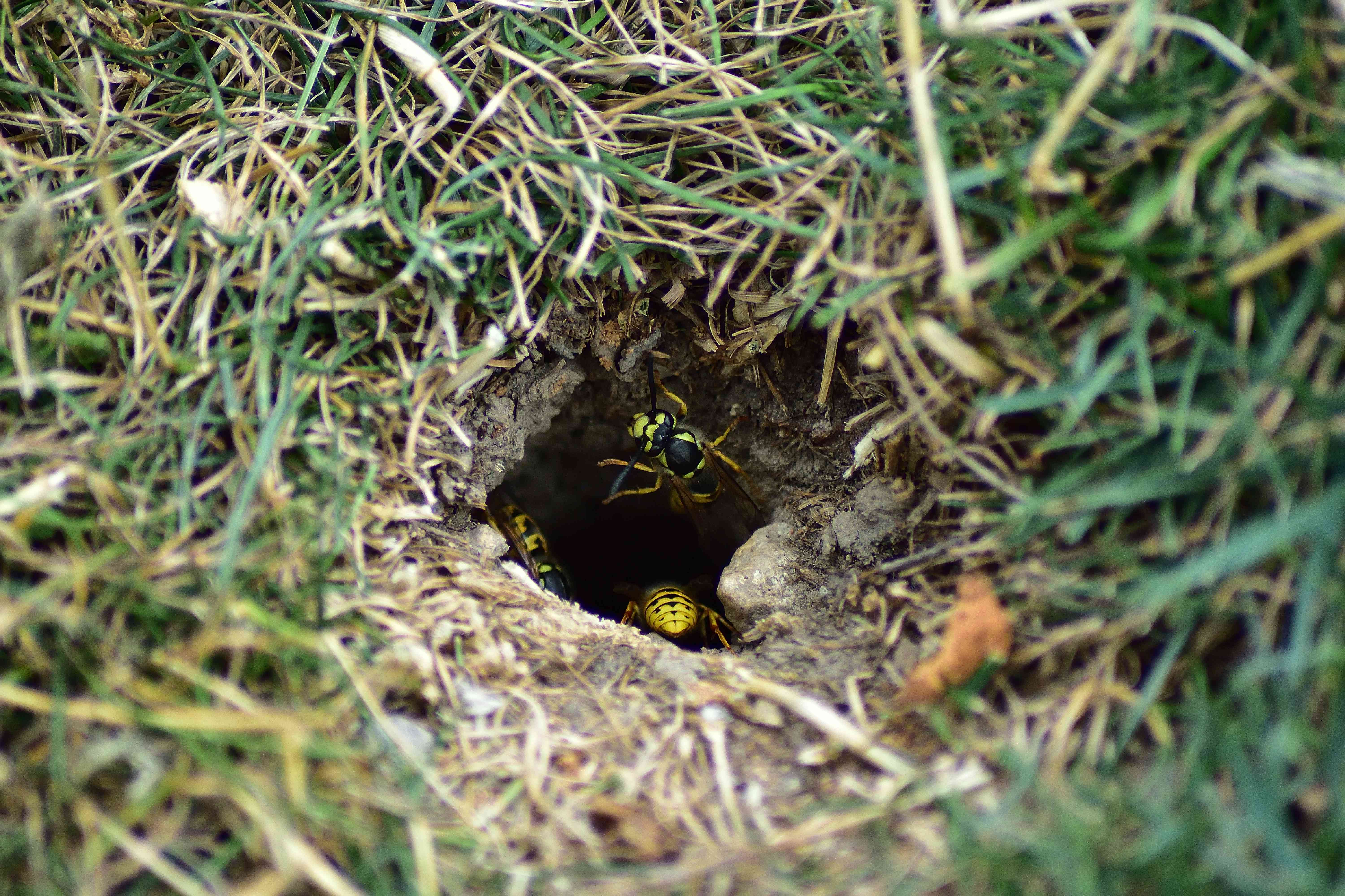 Need to get rid of a hornets nest in ground? Follow these simple tips for a quick, safe solution.