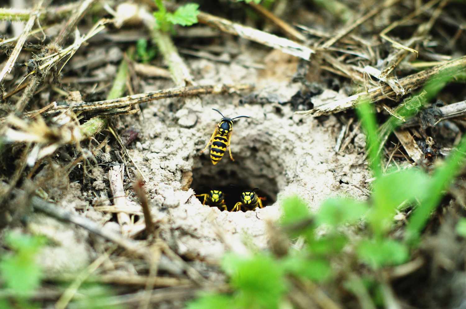 Need to get rid of a hornets nest in ground? Follow these simple tips for a quick, safe solution.