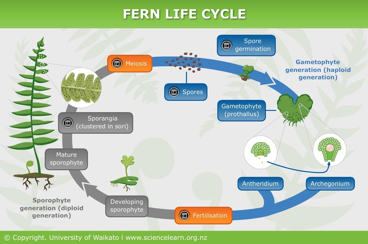 Do you know what generation is dominant in ferns? Lets make fern biology super clear for you.