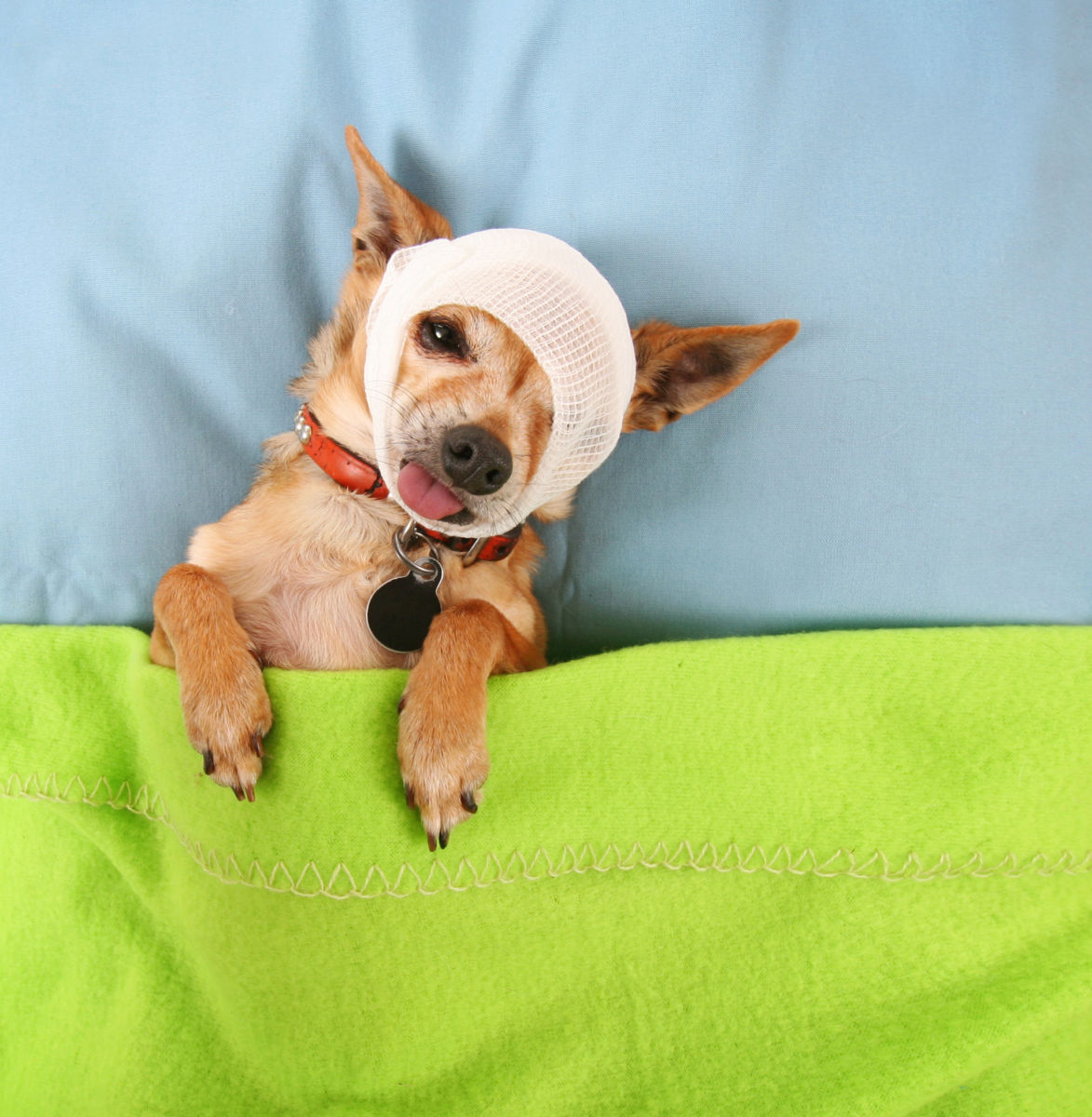What if your dog hit in the eye with ball? Discover easy tips for home care and comfort.