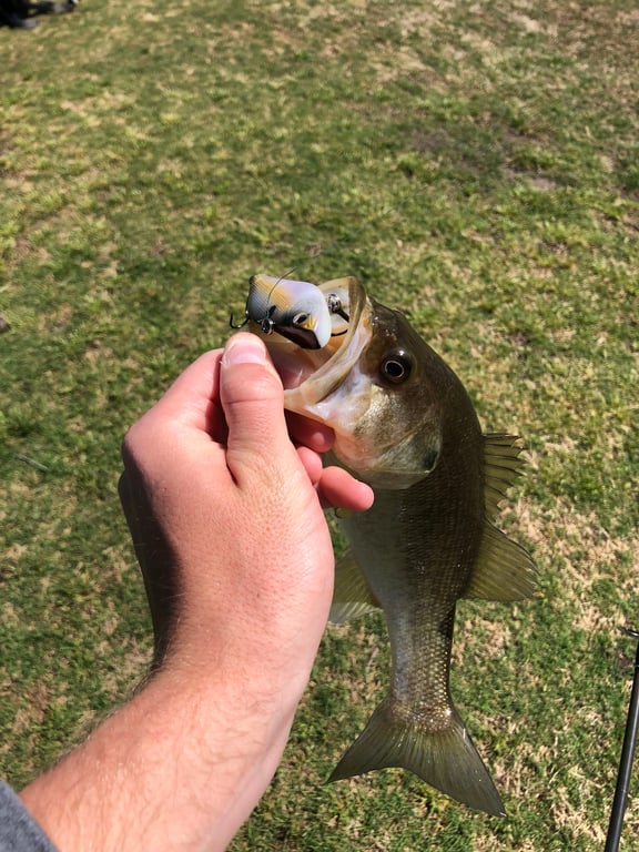 Looking for success with fishing at golf course? These proven expert techniques will surely guide you well!