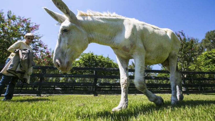 Mammoth Jack: The Gentle Giant You Need to Meet
