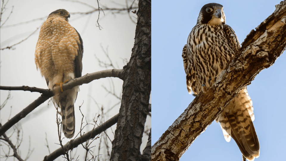 Hawks vs falcons: Which bird is actually stronger? A simple look at their cool hunting skills.