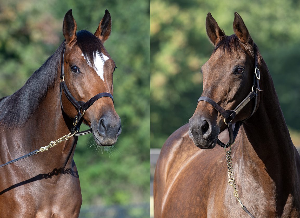 Why are pictures of thoroughbreds so amazing? See their incredible speed, beauty, and spirit captured.
