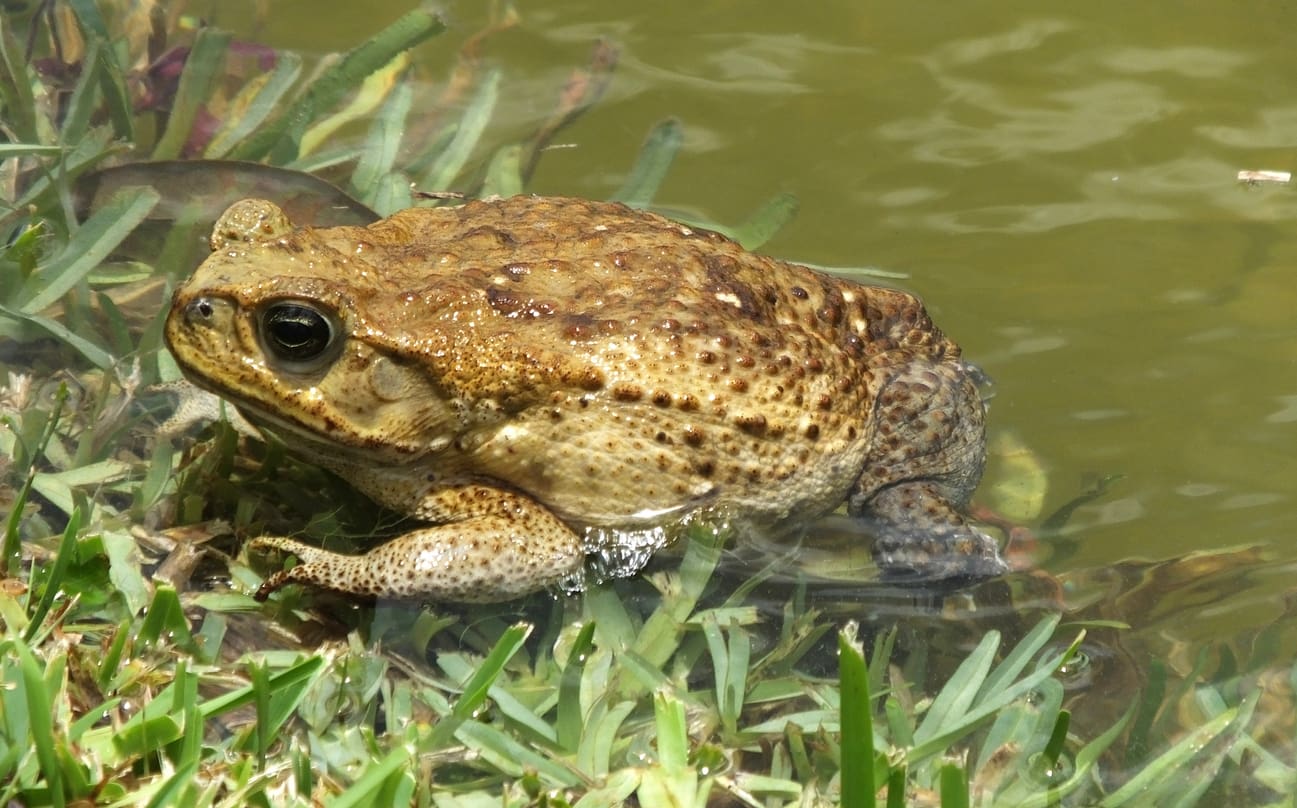 What types of texas frog live in Texas? Learn about common species and their habitats.