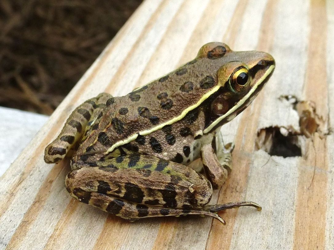 What types of texas frog live in Texas? Learn about common species and their habitats.