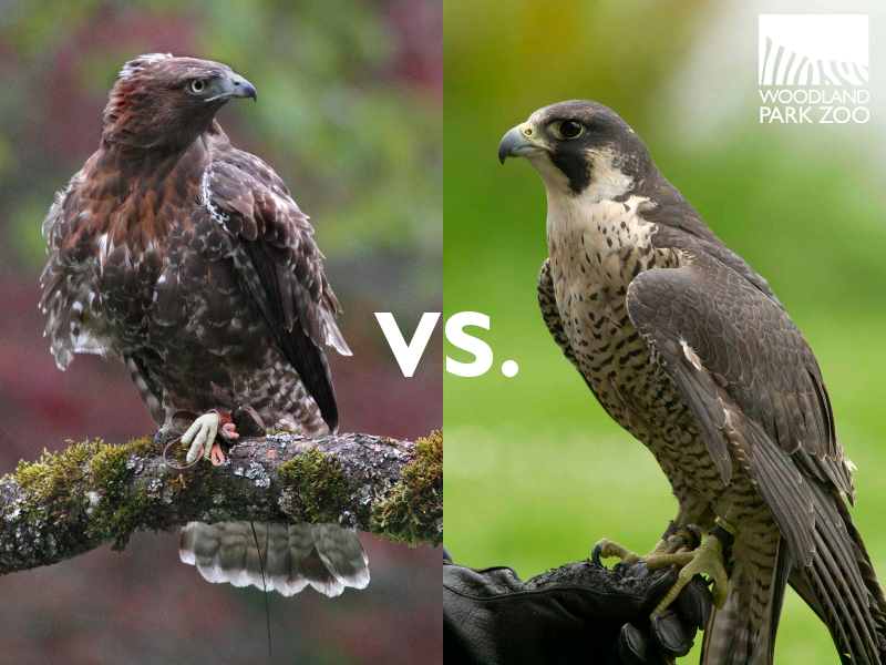 Hawks vs falcons: Which bird is actually stronger? A simple look at their cool hunting skills.