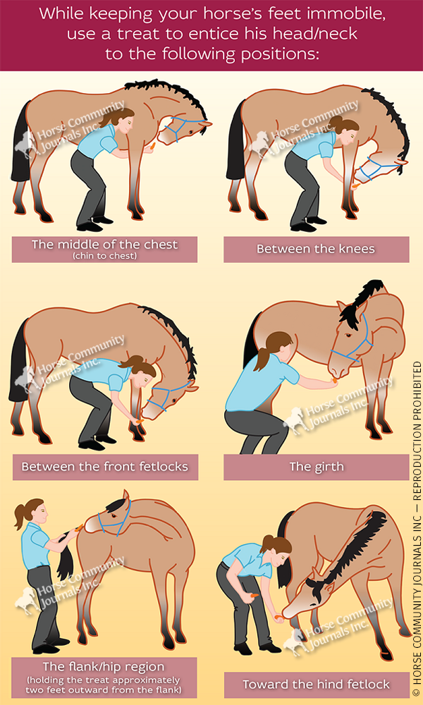 How do you maintain your jacking horse properly? (Simple tips to keep it in top condition always)