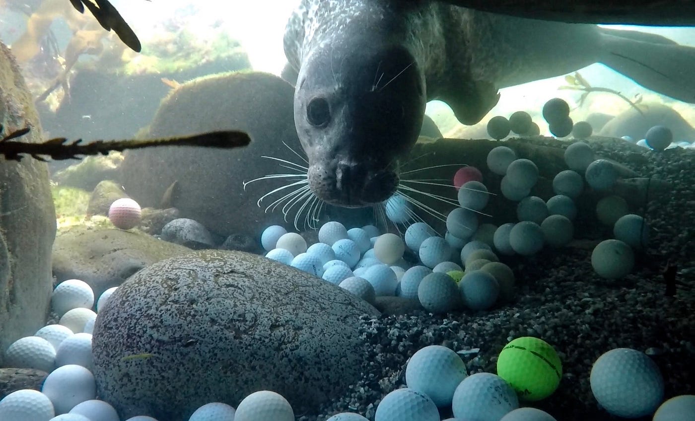 How many golfballs fit in a human stomach? The answer might shock you here