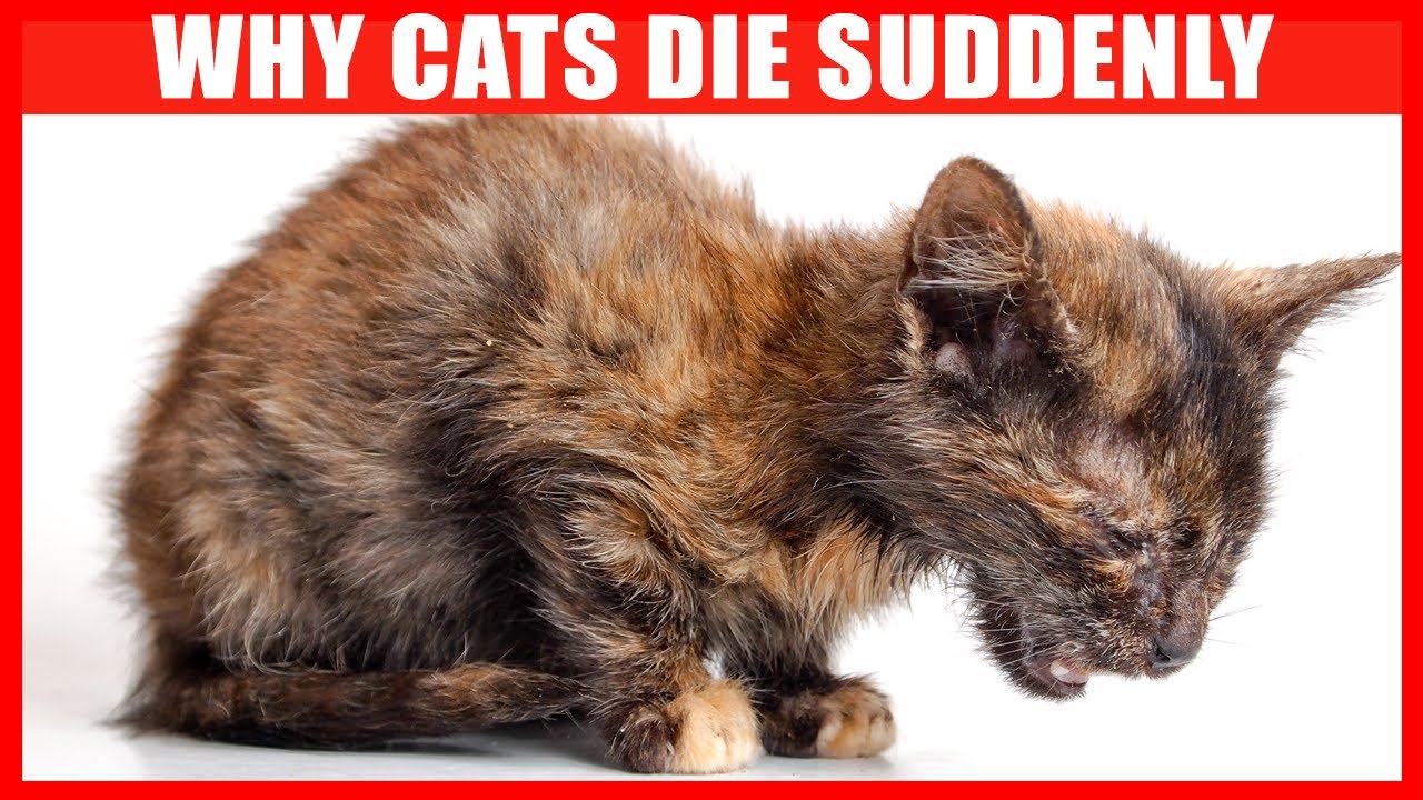 Why cats die unexpectedly? Key 5 causes every pet owner must know