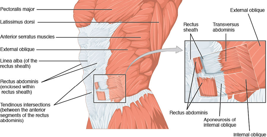 What Causes Internal Oblique Muscle Strain? Top 3 Reasons Explained