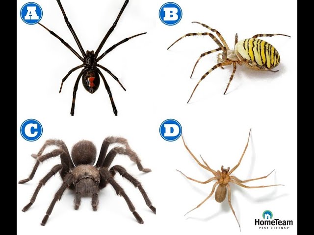 Venomous Indiana Spiders Explained: How to Spot Them and Stay Safe