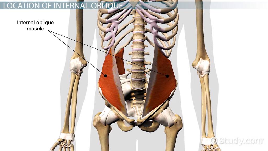 What Causes Internal Oblique Muscle Strain? Top 3 Reasons Explained