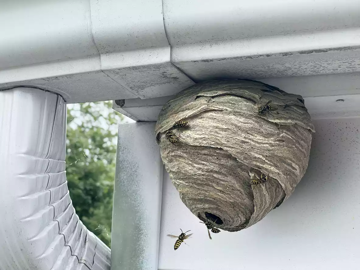 How to get hornets nest down without getting stung expert tips today