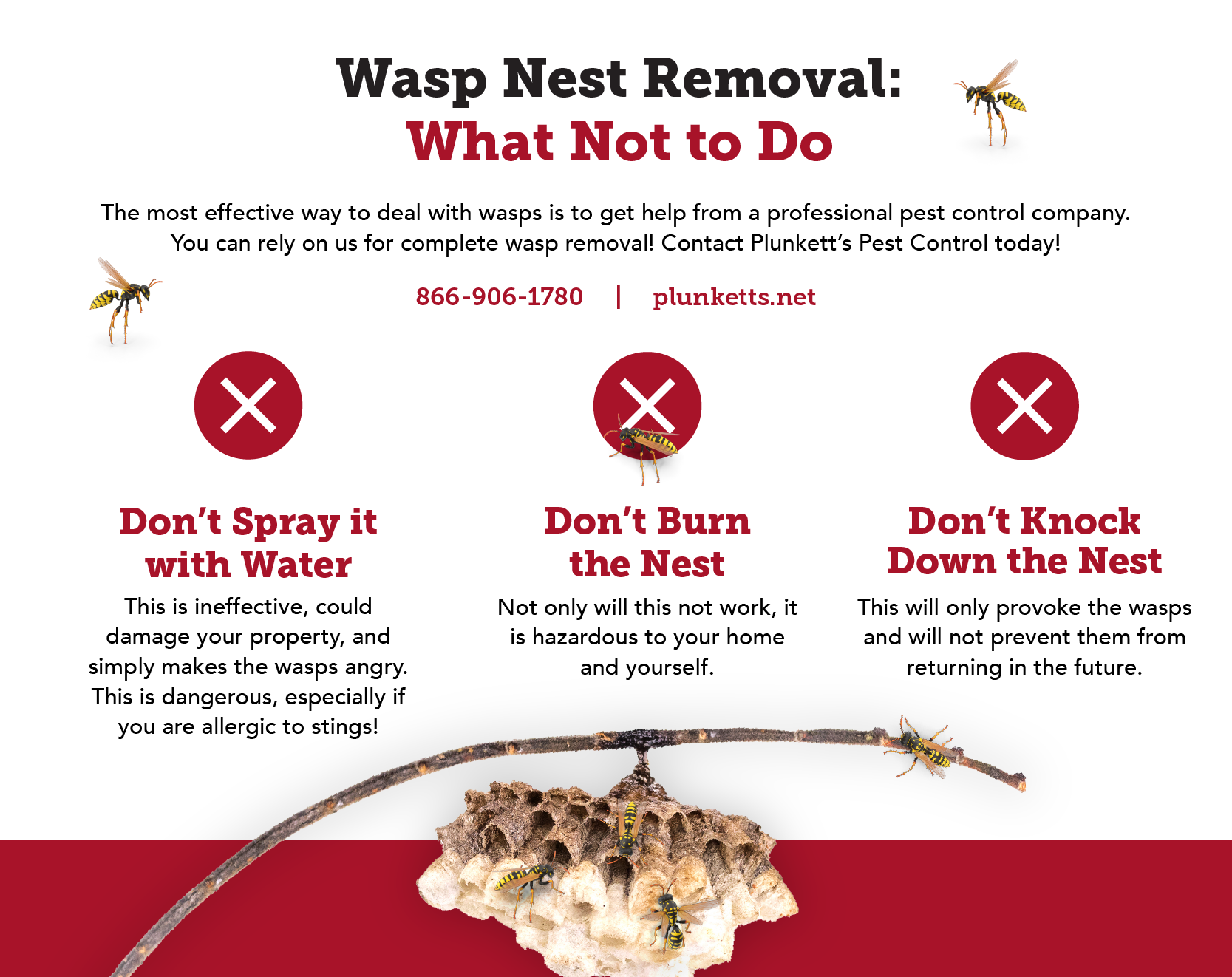 How to get hornets nest down without getting stung expert tips today