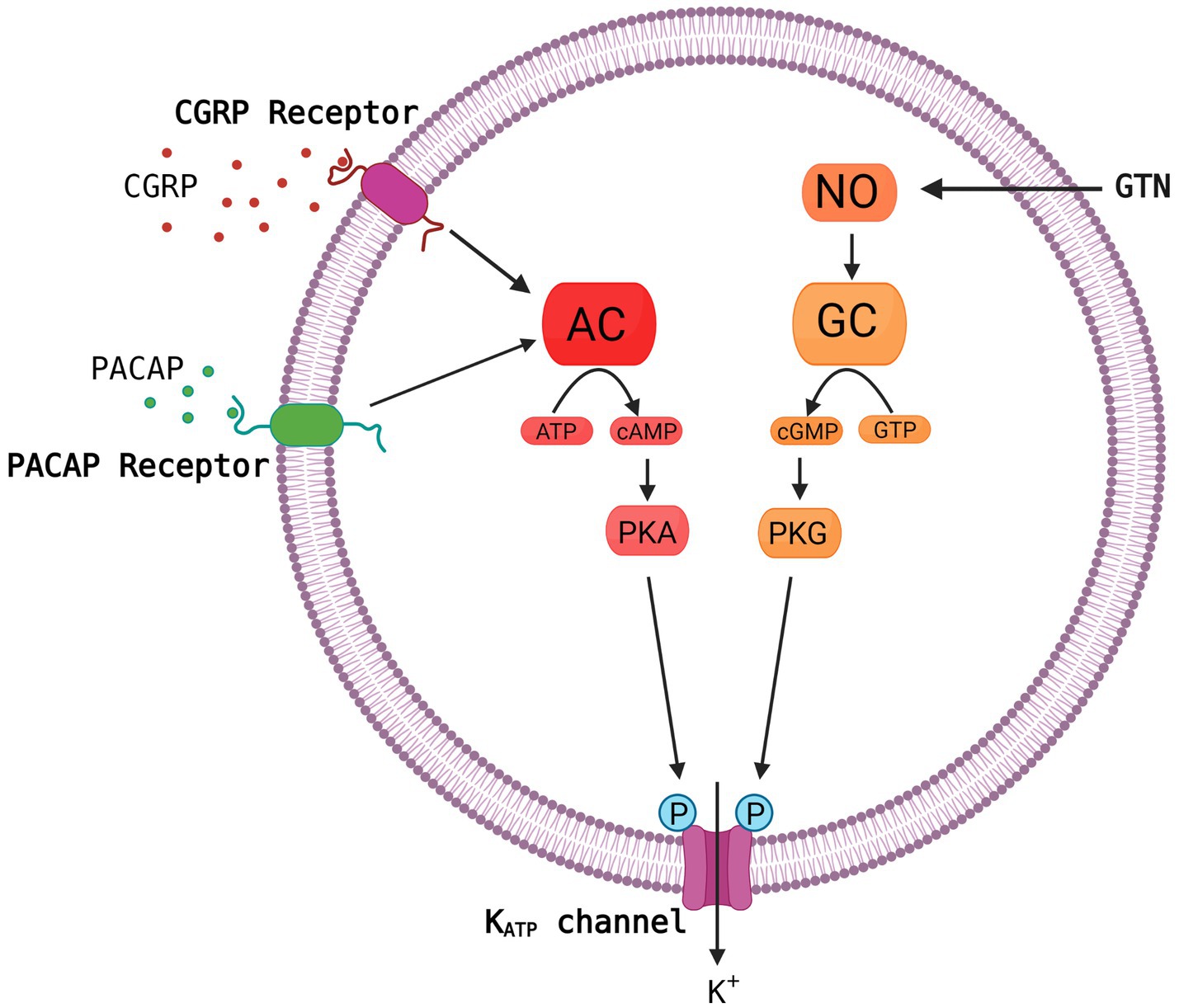 How to Choose K ATP? Compare Features and Brands