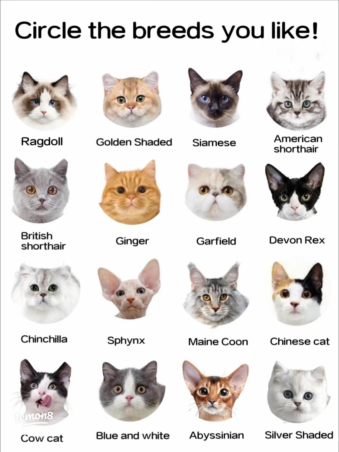 how to use tonto cat find its best features guide