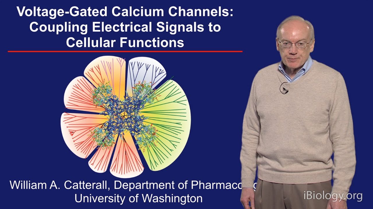 Where to Find William A Catterall Research Top Papers and Free Resources