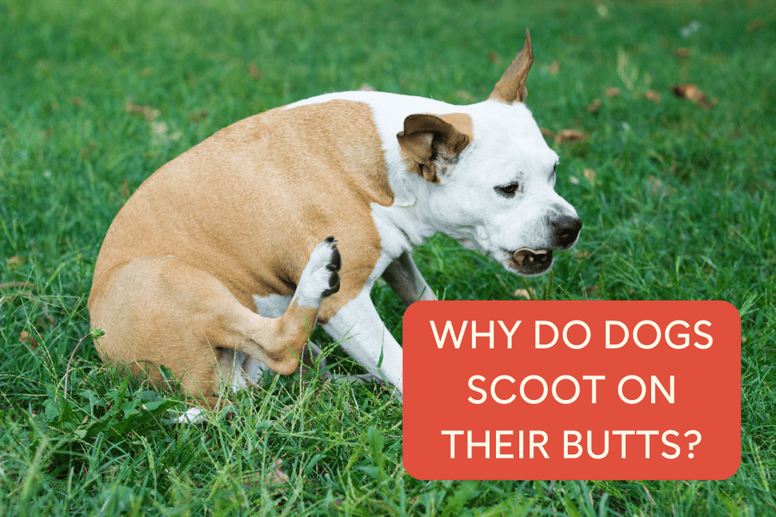 Butt scoot prevention guide easy daily habits keep pets comfortable always