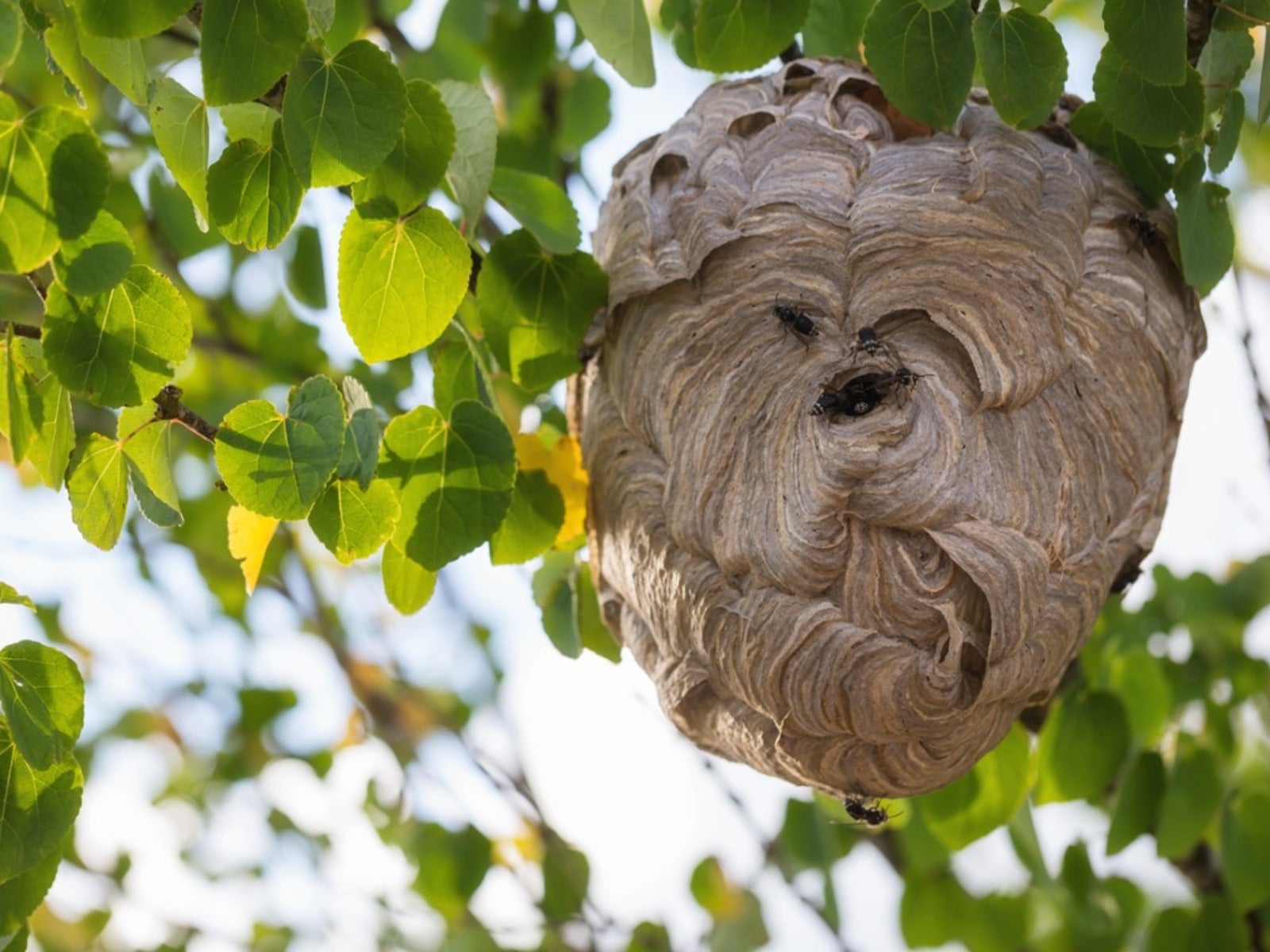 Hornet Hive Pictures Shows You Exactly What They Look Like