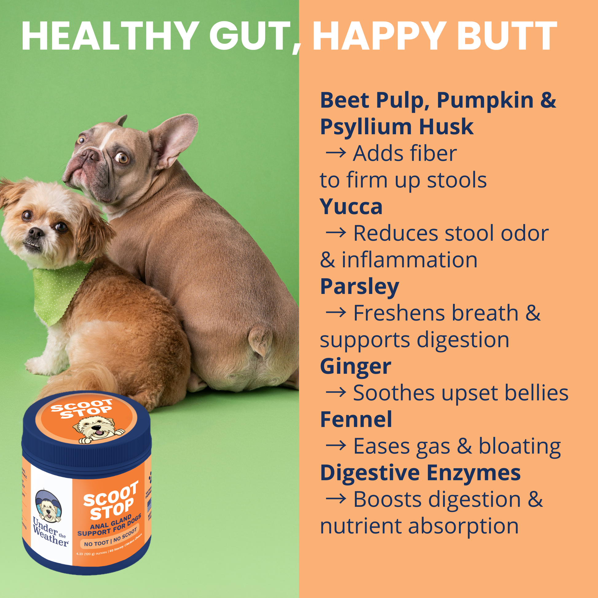 Butt scoot prevention guide easy daily habits keep pets comfortable always