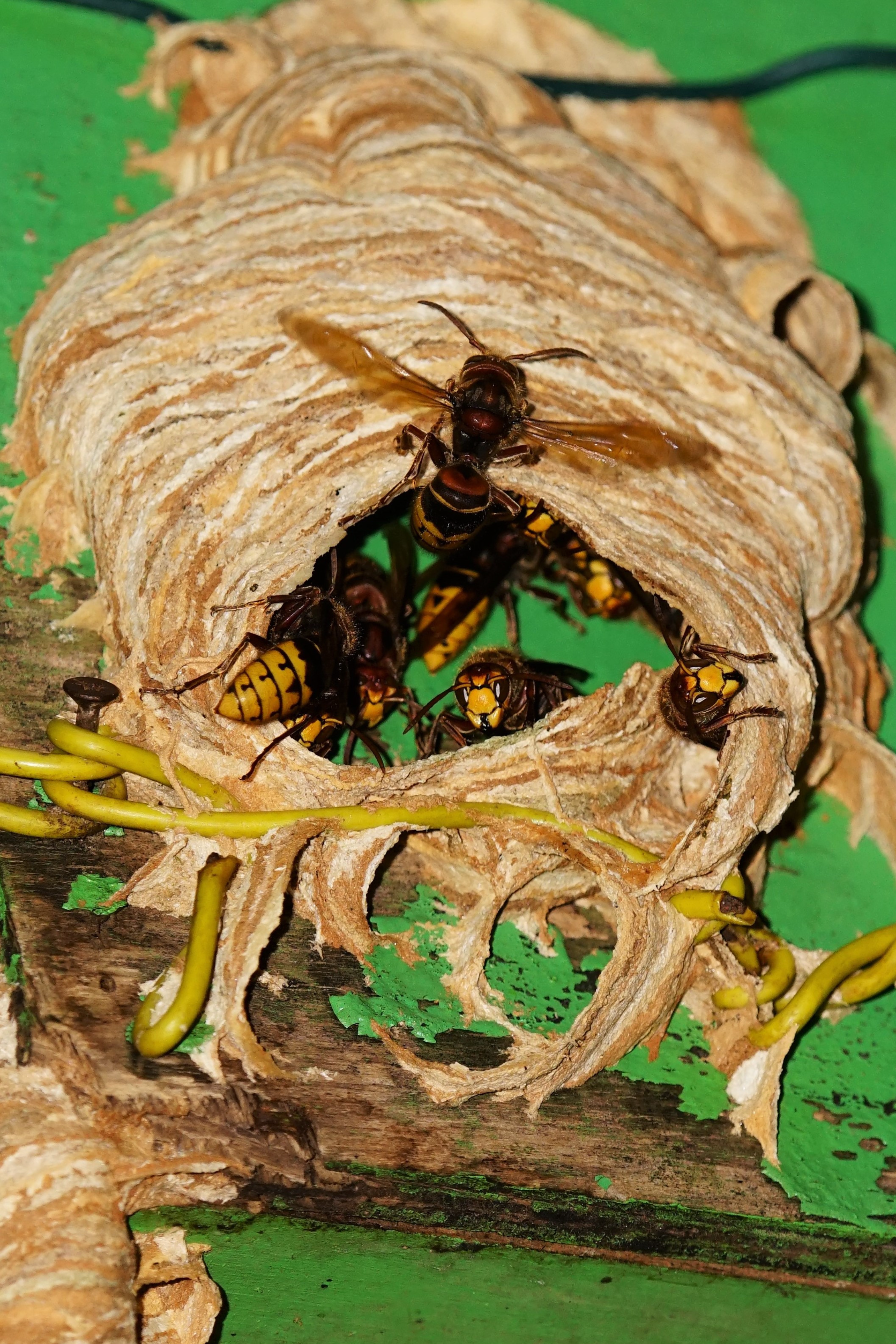 Hornet Hive Pictures Shows You Exactly What They Look Like