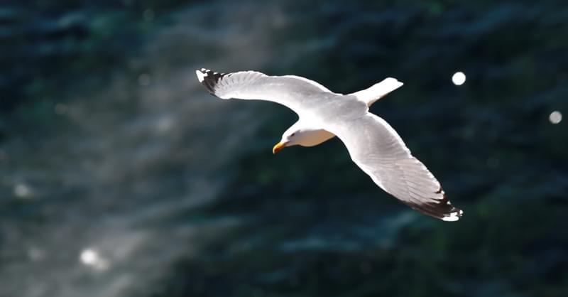 Seagull Feet Secrets Revealed 5 Key Features Helping Them Thrive