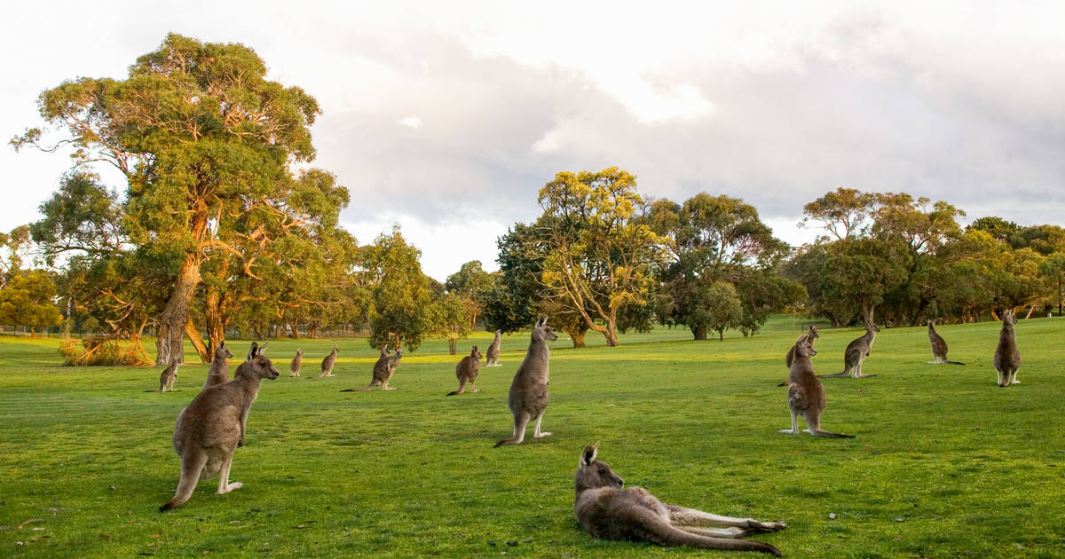 Top 5 golf courses where kangaroos on golf course surprise players