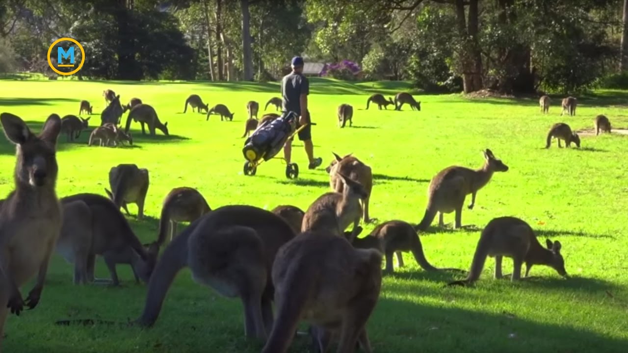 Top 5 golf courses where kangaroos on golf course surprise players